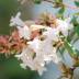 Abelia variante Grandiflora Abelia variante Grandiflora