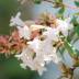 Abelia variante Grandiflora