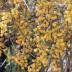 Acacia variante Retinodes Acacia variante Retinodes