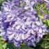 Agapanthus variante White Blue Agapanthus variante White Blue