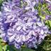 Agapanthus variante White Blue