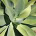 Agave variante Attenuata