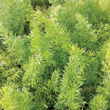 Asparagus variante Meyery