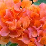 Bougainvillea variante Albicocca