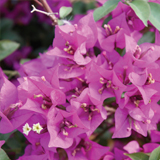 Bougainvillea variante Alexandra