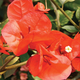 Bougainvillea variante Arancio