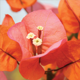 Bougainvillea variante Arancio rifiorente