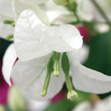 Bougainvillea variante Bianco Italia