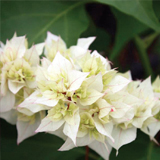 Bougainvillea variante Cherry blossom bianca