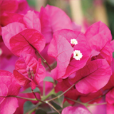 Bougainvillea variante Don Mario