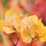 Bougainvillea variante Giallo