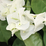 Bougainvillea variante Jamaica white