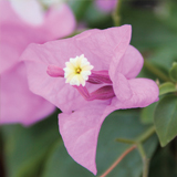 Bougainvillea variante Lilla Italia