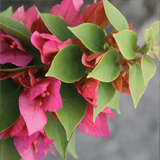 Bougainvillea variante Mini Thai