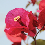 Bougainvillea variante Rosenka