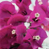 Bougainvillea variante Rosso Scuro