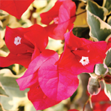 Bougainvillea variante Ruspberry ice