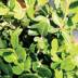 Buxus variante Rotundifolia Buxus variante Rotundifolia