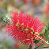 callistemon variante Citrinus splendens