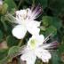 Capparis variante Inermis Capparis variante Inermis