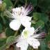 Capparis variante Inermis