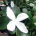 Carissa variante Jasminoides Carissa variante Jasminoides
