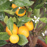 Citrus variante Mitis