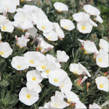 Convolvulus variante Cneorum