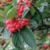 Cotoneaster variante Lacteus Cotoneaster variante Lacteus