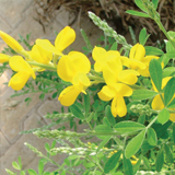 Cytisus variante Racemosa