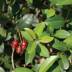 Eugenia variante Myrtifolia New Port Eugenia variante Myrtifolia New Port