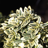 Euonymus Japonicus variante Microphyllus aureovariegatus