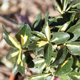 Euonymus Japonicus variante Aureus luna