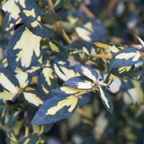 Euonymus Japonicus variante Fortunei Blondy Euonymus Japonicus variante Fortunei Blondy
