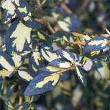 Euonymus Japonicus variante Fortunei Blondy