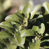 Euonymus Japonicus variante Microphyllus