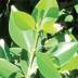 Ficus variante Nitida Ficus variante Nitida