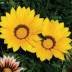Gazania variante Gialla Gazania variante Gialla