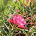Grevillea variante Juniperina Grevillea variante Juniperina