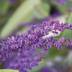 Hardenbergia variante Blu Hardenbergia variante Blu