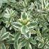 Hebe variante Variegata Hebe variante Variegata