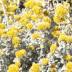 Helichrysum variante Cymosum Helichrysum variante Cymosum