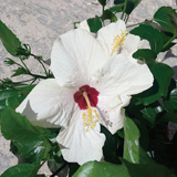Hibiscus Sinensis variante Bianco cairo