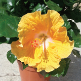 Hibiscus Sinensis variante Giallo arancio Nick