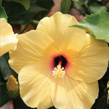 Hibiscus Sinensis variante Giallo Creta Colombine