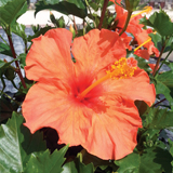 Hibiscus Sinensis variante Hanne