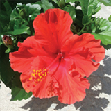 Hibiscus Sinensis variante Holiday Paramaribo