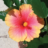 Hibiscus Sinensis variante Krista