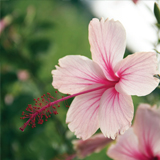 Hibiscus Sinensis variante Porta Innesto