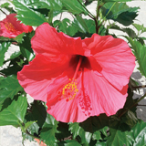 Hibiscus Sinensis variante Rosalin